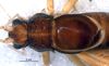 CollectionObject 1582268; 60993107-1285-4897-a87d-f6e10c098e78: male, head and thorax, dorsal view (paratype). (CollectionObject).