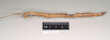 CollectionObject 1559440; NHMUK(SF IMPORT DUPLICATE) 844614, e2fa4797-12ef-4675-95f7-1e5098fb9184: copyright Natural History Museum, London. female, lateral view of Phasgania everetti (holotype). (CollectionObject).