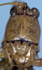 CollectionObject 1531535; 6a6e5aee-c08f-4ea4-a82b-dc30dabdc301: male head, frontal view (syntype). (CollectionObject).