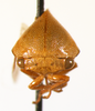 Tropidarnis Fowler, 1894: _Tropidarnis tectigera_. (Otu).