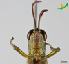CollectionObject 2277239; 710cb5f6-e533-47fd-ad7d-70d39f276e77, Unioeste Cascavel K-1290: Female, frontal view. (CollectionObject).