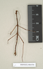 CollectionObject 1560717; NHMUK(SF IMPORT DUPLICATE) 844536, 1d7b5577-9d43-411b-8575-0340ee55efd2: copyright Natural History Museum, London. male (paralectotype) [= Paracalynda utilaensis (Zompro, 1998)]. (CollectionObject).