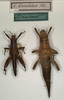 CollectionObject 1557598; NMW 705, 70675b13-8832-4a74-b6e1-386d1a6be4dd: copyright NMW, Vienna. male and female (syntypes). (CollectionObject).