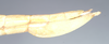 CollectionObject 1562285; NHMUK(SF IMPORT DUPLICATE) 845096, 2604a516-7075-407e-9b68-ad00bbfd3aa9: copyright Natural History Museum, London. female: end of abdomen, lateral view of Trigonoderus childreni (syntype). (CollectionObject).