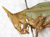 CollectionObject 1576527; be3cf0c9-47c5-4013-a9cd-76eb1fd4df4f: male, head and pronotum, lateral view. (CollectionObject).