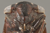 Head on Bythonia rugosa (Osborn, 1923): Head/Face. (Observation).