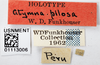 Other on Amastris pilosa (Funkhouser, 1919): (Observation).
