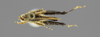 CollectionObject 1522979; 7cff80dd-0026-4c6b-91b4-b05528cc5be6: male, dorsal view (holotype). (CollectionObject).