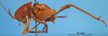 CollectionObject 1575884; ce38100d-0630-4fae-b0d7-b7cdccc5bd7c: male, lateral view. (CollectionObject).