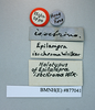 CollectionObject 1552798; NHMUK(SF IMPORT DUPLICATE) BMNH(E) 877041, 2e0edc09-cf50-40e2-bfe0-165e48546dc2: Copyright NHM, London. Holotype male of synonym Epilampra isochroma, data labels. (CollectionObject).