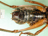 CollectionObject 1594840; 4b7af46d-d58c-4bd4-9c25-a3853a811f65: male abdomen tip, ventral view. (CollectionObject).