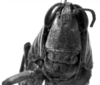 CollectionObject 1564379; 2378aa5d-1ec6-4349-8073-3894d15147ab: Image Carbonell, C.S. female, frontal view (paralectotype). (CollectionObject).