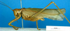 CollectionObject 1502349; ef42ce27-5be9-431f-b512-ce053eb4585c: male, lateral view. (CollectionObject).