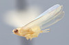 Habitus, lateral view on Edwardsiana pseudocommissuralis Christian, 1953: (Observation).