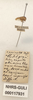 Other: !! display not done !! on Ashmeadea carinata (Stål, 1864): (Observation).