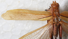 CollectionObject 1566594; NMW 8025, d4122cdb-8f54-45ab-bb7d-3b56e54e0f1a: female, dorsal view. (CollectionObject).