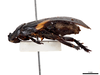 CollectionObject 1848728; c5e2f241-8f4a-4b5b-bd09-511439daf0a2: (CollectionObject).