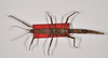 CollectionObject 1556991; c99f642c-06e2-4d37-a7d6-2016fad93fc7: copyright ZMB, Berlin. female, dorsal view of Acanthoderus cornutus (syntype). (CollectionObject).;CollectionObject 1556992; 4054a909-f579-40f6-9dcc-72cb0887fbc8: copyright ZMB, Berlin. female, dorsal view of Acanthoderus cornutus (syntype). (CollectionObject).