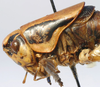 CollectionObject 1517150; 8cff648c-b7ca-4e9c-83b9-415137c0726e: male pronotum lateral (holotype). (CollectionObject).