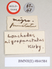 CollectionObject 1557251; c8103a57-5463-4533-a7a5-53285f3c857f, NHMUK(SF IMPORT DUPLICATE) 844584: copyright Natural History Museum, London. Lonchodes nigropunctatus female: data labels [circular label reversed] (holotype). (CollectionObject).