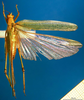 CollectionObject 1500515; 7e31aada-2198-449d-b685-42ba84312386, DORSA BTcatmacHTF: female, dorsal view (holotype). (CollectionObject).