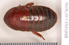 Hyposphaeria stylifera (Burmeister, 1838): Holotype, female, dorsal. BMNH(E)#878096. (Otu).