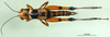 CollectionObject 1567412; 21900a87-caeb-466e-8cf6-be79a958c28d: female, dorsal view (syntype). (CollectionObject).