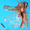 CollectionObject 1502398; e4c296b9-4199-4e25-b2b4-d8d66367ab6f: female, dorsal view (syntype or allotype). (CollectionObject).