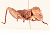 CollectionObject 1518536; 53526df4-d482-4df8-bd8e-cec2411b01ff, NHMUK015982311: male, lateral view (holotype). (CollectionObject).