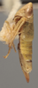 Habitus, lateral view on Athysanella (Gladionura) concava Ball & Beamer, 1940: Lateral - Female. (Observation).
