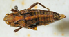 CollectionObject 1498701; f3c2b604-a8b0-4e3b-98ea-d4905aaa5248: female, dorsal view. (CollectionObject).