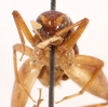 CollectionObject 1523704; 6421faa9-6fd3-46c3-a081-aed7a65a9355, ANSPType no. 5433: male, frontal view (holotype). (CollectionObject).