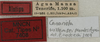 CollectionObject 1535989; e92040d2-a98a-4af3-987b-1db2bbec6b06: labels (allotype). (CollectionObject).