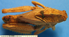 CollectionObject 1538342; e7696480-78dc-4713-93af-1855f35e8e3d, DORSA AAgryhisS01: male, dorsal view. (CollectionObject).