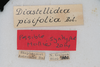 CollectionObject 1534181; de615154-af35-4605-848c-5b35b224c046: Male, labels (syntype). (CollectionObject).
