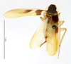CollectionObject 1553160; MNHN(SF IMPORT DUPLICATE) MNHN-EP-EP1465, db5a1321-5e14-4e19-9afa-b6e82e1d2d38: CC BY-NC-ND 4.0/MNHN - Depraetere Marion - 2014. Holotype, male, of Supella orientalis Grandcolas, 1994. Specimen number: MNHN-EP-EP1465. http://coldb.mnhn.fr/catalognumber/mnhn/ep/ep1465. (CollectionObject).