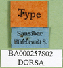 CollectionObject 1584519; 27de41ff-a0de-4716-b497-a5a65b600af7: labels (syntype). (CollectionObject).