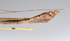 CollectionObject 1590106; be58cf26-d909-414b-87ae-70962e65b819: copyright Oskar Conle. male: end of abdomen, lateral view (paratype). (CollectionObject).;CollectionObject 1590107; f4a8f720-5892-4ac5-af73-0928f7a08f83: copyright Oskar Conle. male: end of abdomen, lateral view (paratype). (CollectionObject).