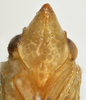 Head on Batusa agilis Melichar, 1902: (Observation).