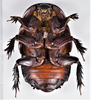 CollectionObject 1618730; 8940c5a1-2168-44ab-b17d-bd3da19a6a48: (CollectionObject).