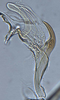 Aedeagus, lateral view: (Observation).