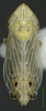 Habitus, dorsal view on Arocephalus (Ariellus) punctum (Flor, 1861): Habitus, dorsal view. (Observation).