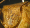CollectionObject 1564888; a45e9ff3-bd9d-4654-a877-62d9c69fa87f: male pronotum, lateral view (paratype). (CollectionObject).