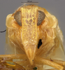 Head: !! display not done !! on Herpis albida (Metcalf, 1938): (Observation).