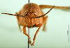 CollectionObject 1502500; 5ee6d0cf-e02d-4cfb-b66a-210422822ec2: female, frontal view (paratype of Catantops pamae). (CollectionObject).