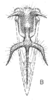 Habitus, dorsal view on Cyphonia capra (Burmeister, 1833): (Observation).