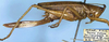 CollectionObject 1516752; 93aa3b64-2084-4f1d-a50d-dc0a6d908732: female, lateral view (holotype). (CollectionObject).