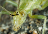 antennnal markings. Depicts Oecanthus argentinus Saussure, 1874, an Otu.