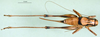 CollectionObject 1502391; 6d5cff1b-04b8-4489-9272-e3b005763b04: female, dorsal view. (CollectionObject).