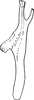 Aedeagus, lateral view on Erythria manderstjernii (Kirschbaum, 1868): Aedeagus, lateral view (Italy). (Observation).